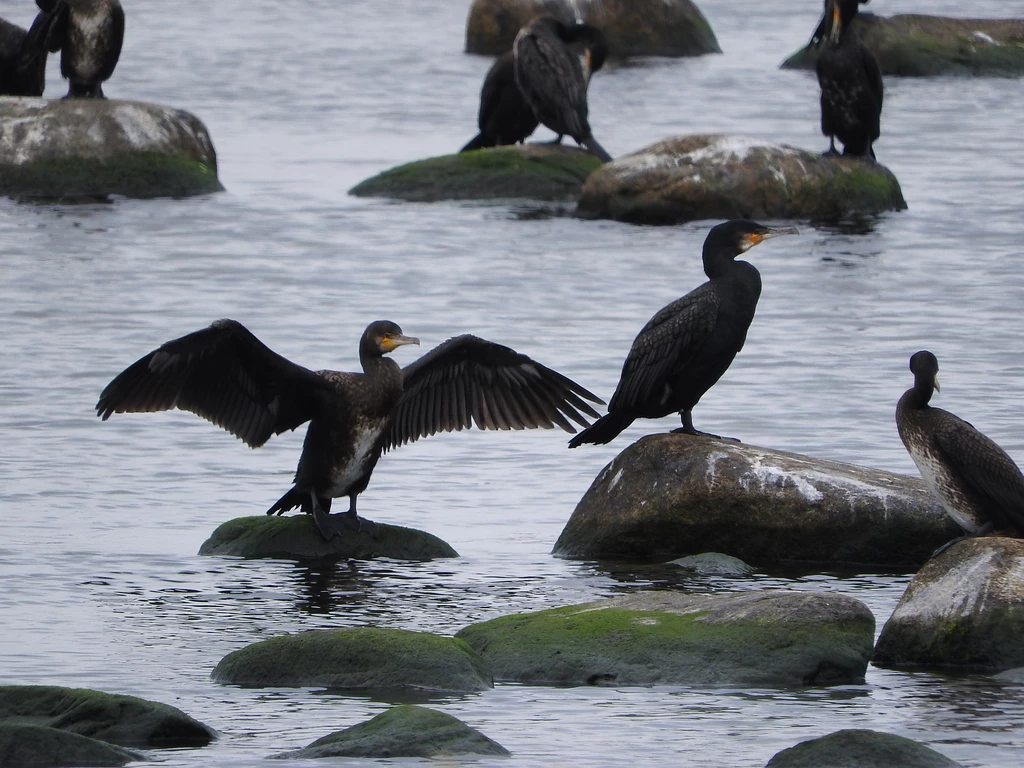 cormorant 1008473 1920