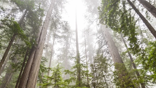 14 juni Tjäna pengar på skogen